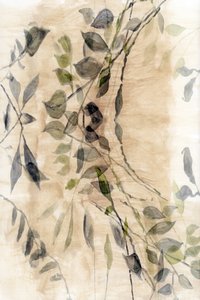 Eteriskt botaniskt flöde av cartissi