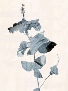 Hibiskusblomma – abstrakt av cartissi
