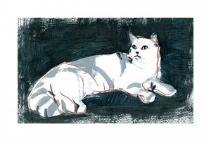 Den liggande vita katten av cartissi