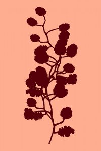 Persikans botaniska silhuett av cartissi