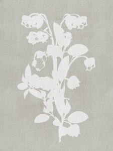 Vita botaniska blommor av cartissi