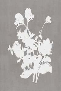 Vit blommig silhuett av cartissi