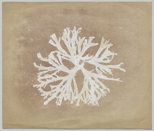 Alger av circle of William Henry Fox Talbot