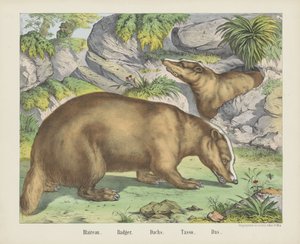 Blaireau. / Grävling. / holländska. / Tasso. / Das (titel på objekt)