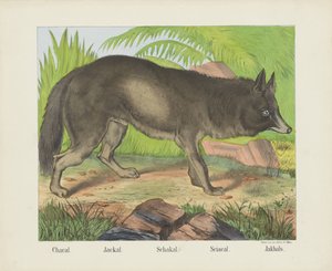 Chacal. / Jackal. / Schakal. / Sciacal. / Jakhals (titel på objekt)
