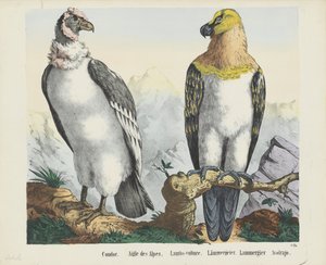 Kondor. / Alpernas örn. / Lamm-gam. / lammgam. / Lammergier / Avolrajo (titel på objekt)