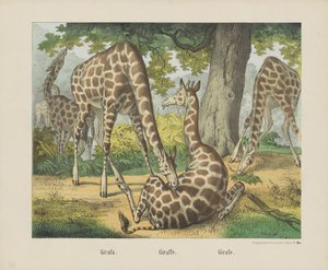 Girafa. / Giraff. / Giraffe (titel på objekt) av firma Joseph Scholz