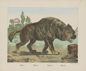 Hyena. / Hyena. / Hyena. / Hyena (titel på objekt) av firma Joseph Scholz