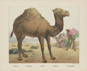 kamel. / Chameau. / Kamel. / Kamel. / Cammello (titel på objekt)