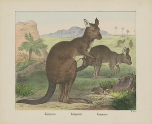 Känguru / Känguru. / Känguru (titel på objekt)