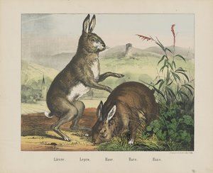 Haren. / Lepra. / Det är inte. / Hare. / Haas (titel på objekt) av firma Joseph Scholz