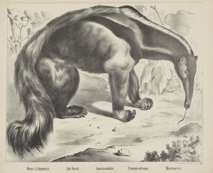 Vårt à antmis. / Myrbjörn. / Myrbjörn. / Formicoleone. / Sea eater (titel på objekt)