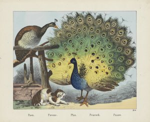 Paon. / Pavone. / Pfau. / Påfågel. / Paauw (titel på objekt)