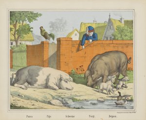 Porcs / Pigs / Schweine / Porgi. / Galtar (titel på objekt)