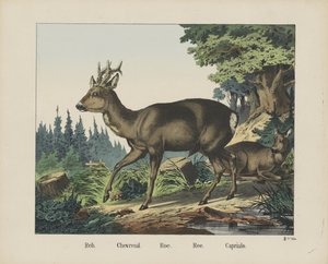 Reh. / Chevreuil. / Roe. /Ree. / Capriulo (titel på objekt) av firma Joseph Scholz