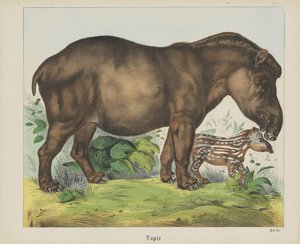 Tapir (titel på objekt) av firma Joseph Scholz