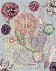 Ömtåliga morgonblommor av giovanna nicolo
