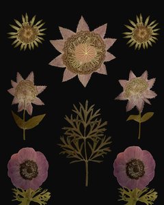 Vintage-torkade blommor av giovanna nicolo