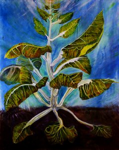 Bolted Chard, 2016 (olja på duk)