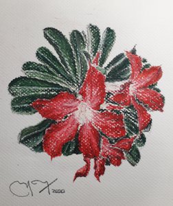 ÖKENBLOMMA