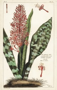 Afrikansk hampa, Sansevieria hyacinthoides