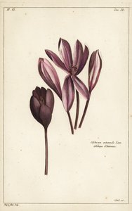 Höstkrokus, ängsaffran eller nakna damer, Colchicum autumnale, Linn
