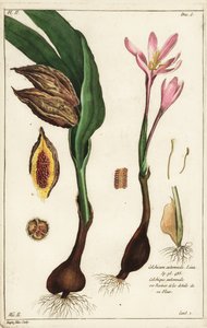 Höstkrokus, ängsaffran eller nakna damer, Colchicum autumnale, Linn