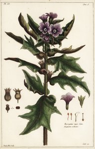 Svart hönsbane, jusquiame noire, Hyoscyamus niger Linn