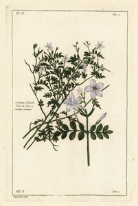 Vanlig jasmin, Jasminum officinale, Linn