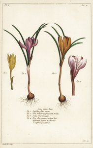Olika arter av vårkrokus, Crocus vernus, Linn