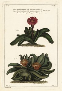 Älghornsväxt, Rhombophyllum dolabriforme (Haxbladig fikonblomma, Mesembryanthemum dolabriforme) av the Younger Dupin