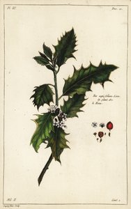 Europeisk järnek, Ilex aquifolium, Linn