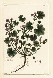 Låg malva eller rundbladig malva, Malva pusilla