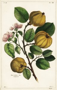 Kvittensträd och frukt Cydonia oblonga Pyrus cydonia Linn