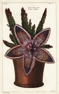 Sjöstjärneblomma eller kadaverväxt, Stapelia hirsuta Linn