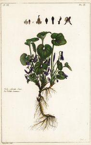 Söt viol, Viola odorata