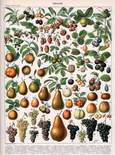 Illustration av fruktsorter, c.1905-10 (färg litho) av (after) Alillot
