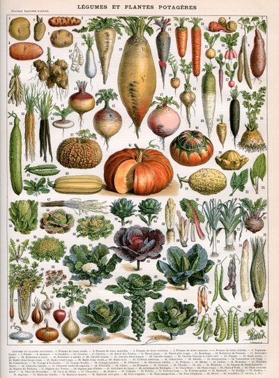 Illustration av grönsakssorter, ca 1905-10 (färglitografi) av (after) Alillot