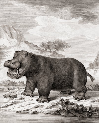 En flodhäst (Hippopotamus amphibius) av (after) Dutch School