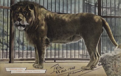African Lion, London Zoological Gardens (färgfoto) av (after) English photographer