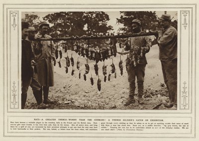 Råttor, en större skyttegravsoro än tyskarna! En fransk soldats fångst på utställning (s/v foto) av (after) English photographer