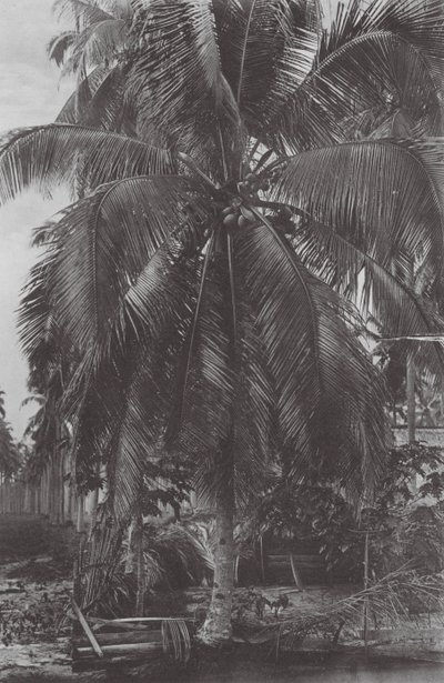 Singapore: Kokosnötsträd (svartvitt foto) av (after) English photographer