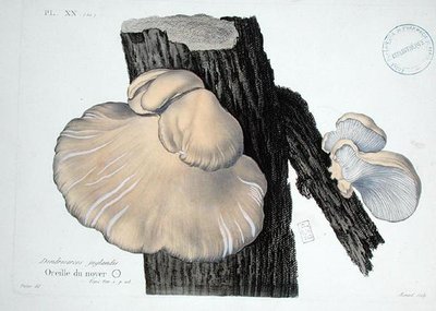 Dendrosarcos juglandis, tallrik 20 från 