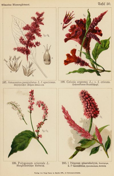 Amarantus Paniculatus, Celosia Argentea, Polygonum Orientale, Polygonum Sphaerostachyum, Polygonum Vacciniifolium (färglitografi) av (after) German School