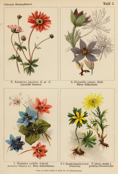 Anemone Japonica, Pulsatilla Patens, Hepatica Nobilis, Eranthis Hiemalis, Adonis Vernalis (färglitografi) av (after) German School