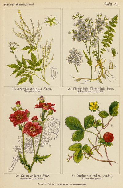 Aruncus Aruncus, Filipendula Filipendula, Geum Chilense, Duchesnea Indica (färglitografi) av (after) German School