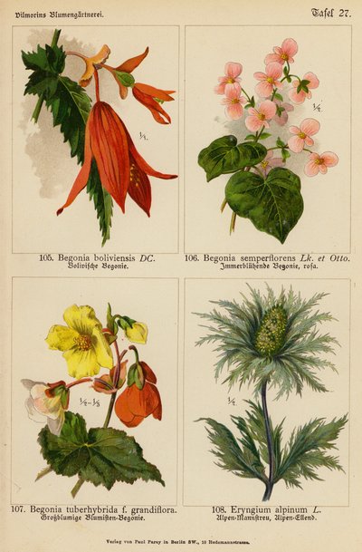 Begonia Boliviensis, Begonia Semperflorens, Begonia Tuberhybrida, Eryngium Alpinum (färglitografi) av (after) German School