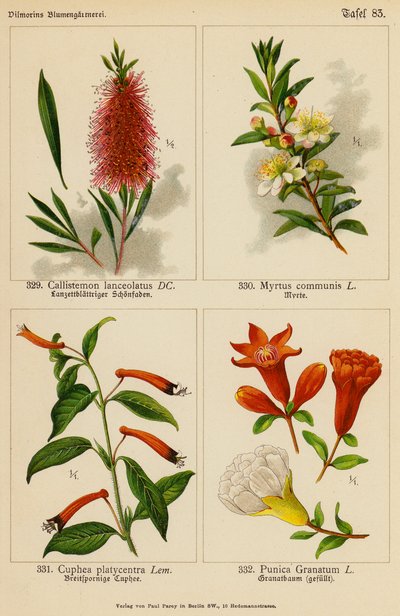 Callistemon Lanceolatus, Myrtus Communis, Cuphea Platycentra, Punica Granatum (färglitografi) av (after) German School