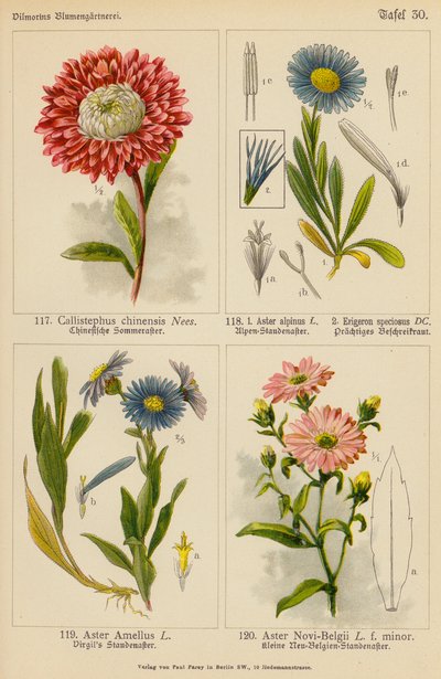 Callistephus Chinensis, Aster Alpinus, Erigeron Speciosus, Aster Amellus, Aster Novi-Belgii (färglitografi) av (after) German School