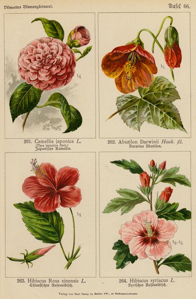 Camellia Japonica, Abutilon Darwinii, Hibiscus Rosa Sinensis, Hibiscus Syriacus (färglitografi) av (after) German School
